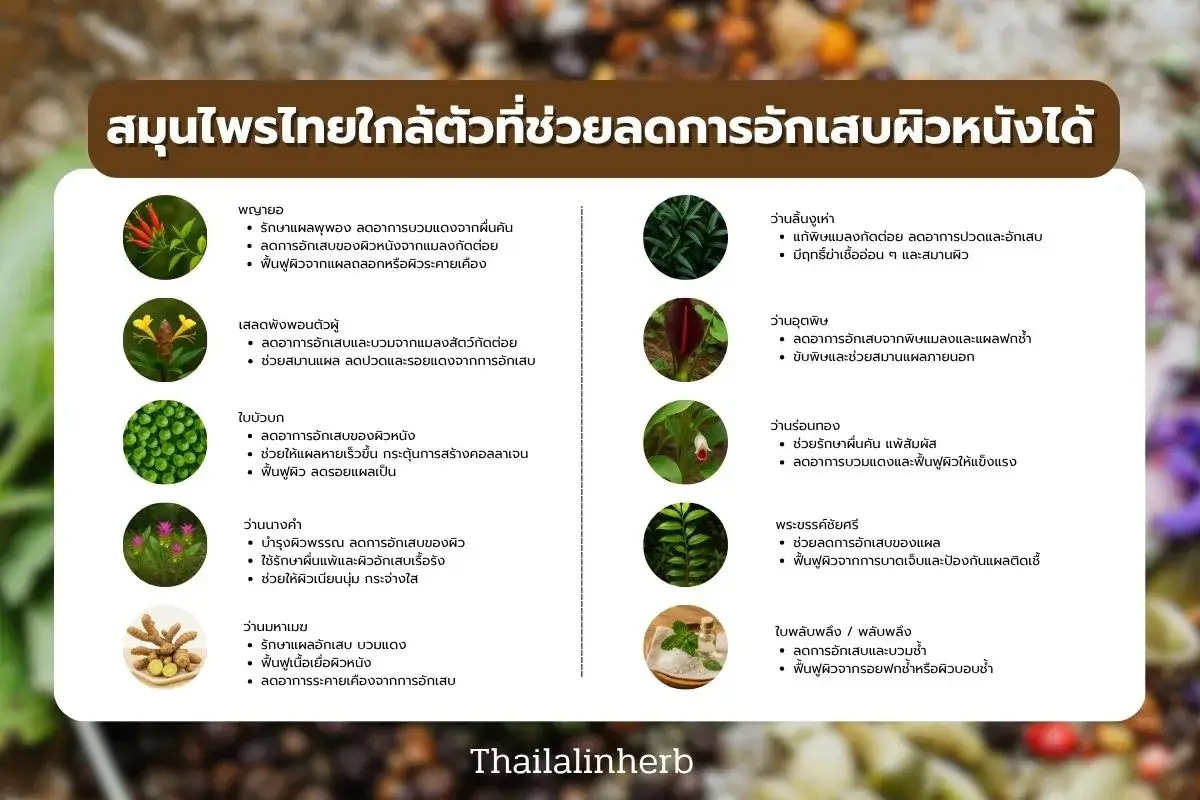 สมุนไพรไทยที่ช่วยลดการอักเสบผิวหนัง